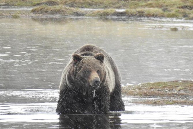 Private Three-Day Tour of Yellowstone & Grand Teton National Parks - Geothermal Wonders