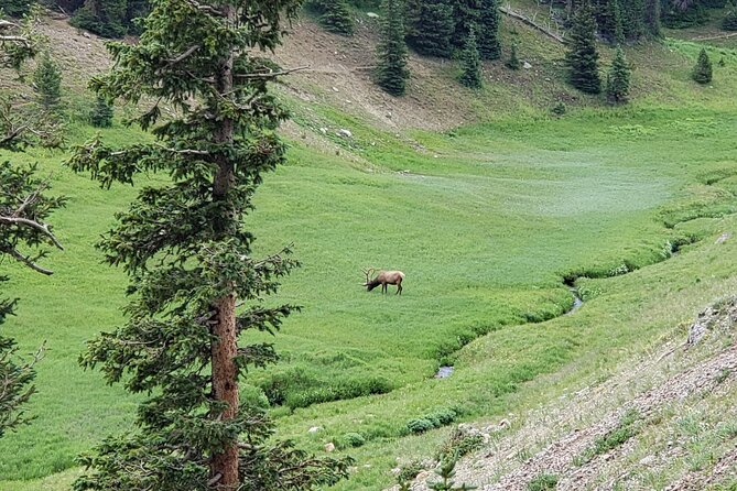Private Three Hour Afternoon Custom Tour of Rocky Mountain National Park - Ideal for First-Time Visitors
