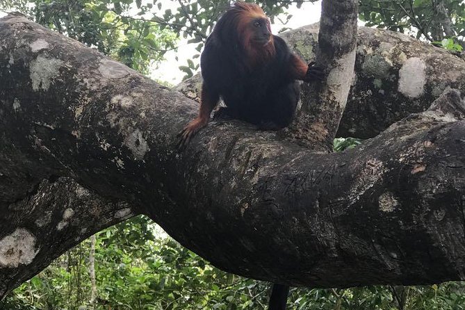 Private Tijuca Forest and Christ the Redeemer Tour - Booking and Cancellation