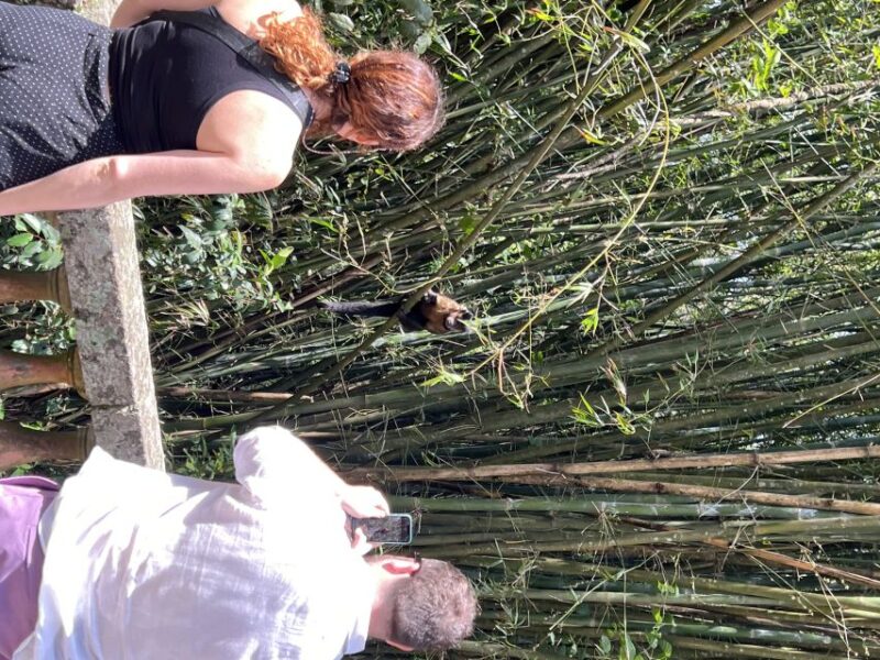 Private Tijuca Forest & Botanical Garden Guided Tour - Highlights