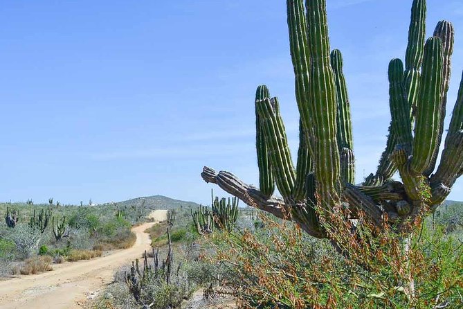 Private Todos Santos Jeep - Dining Experience