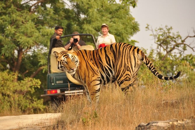 Private Tour: 2-Day Ranthambore National Park From Jaipur - Important Information