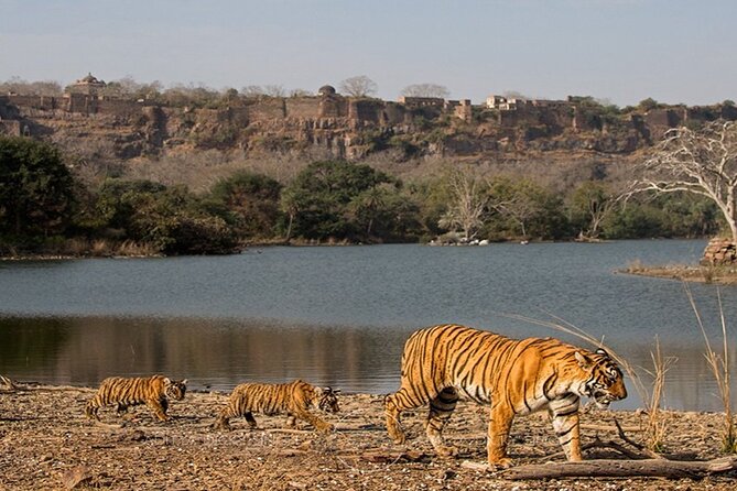 Private Tour: 2-Day Ranthambore National Park From Jaipur - Safari Experiences