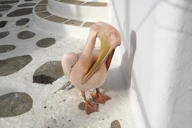 Private Tour: 4 Hours Mykonos Island Tour - Like a Local - Activities at Agios Ioannis