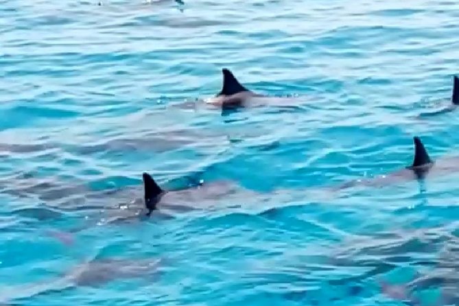 PRIVATE TOUR ! 4-Hours Swiming With Dolphins, Snorkeling, Island by Speed Boat - Tour Overview