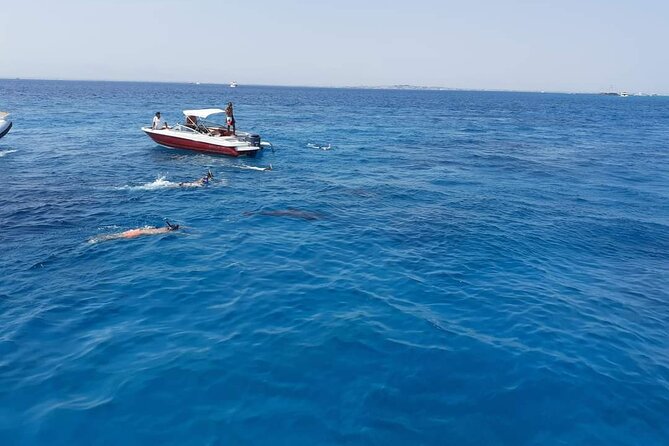 PRIVATE TOUR ! 4-Hours Swiming With Dolphins, Snorkeling, Island by Speed Boat - Reviews and Ratings