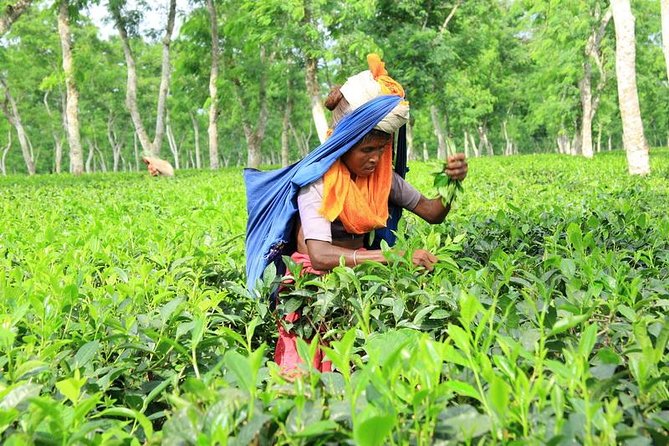 Private Tour: 5 Days - Bangladesh Nature & Culture Tour - North-Eastern Part - Sonargaon - Old Capital