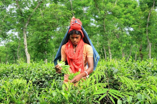 Private Tour: 5 Days - Bangladesh Nature & Culture Tour - North-Eastern Part - Journey to Srimangal