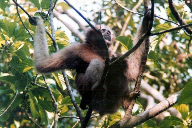 Private Tour: 5 Days - Bangladesh Nature & Culture Tour - North-Eastern Part - Accommodation and Transfers