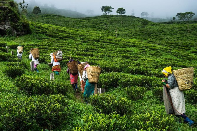 Private Tour: 5 Days - Bangladesh Nature & Culture Tour - North-Eastern Part - Recommended for Travelers