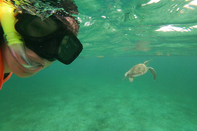 Private Tour: Akumal Marine Turtle Snorkeling From Cozumel - Inclusions and Amenities