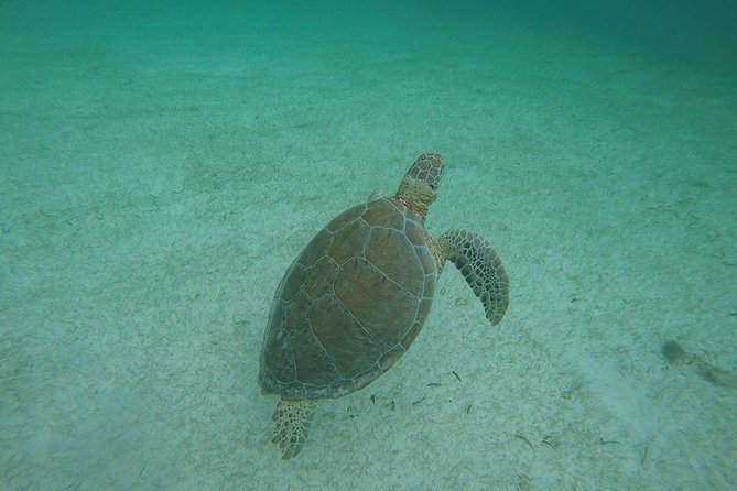 Private Tour: Akumal Marine Turtle Snorkeling From Cozumel - Cenote Exploration