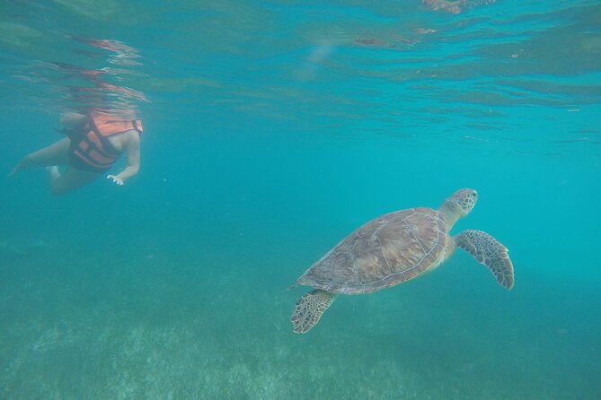 Private Tour: Akumal Marine Turtle Snorkeling From Cozumel - Booking and Requirements