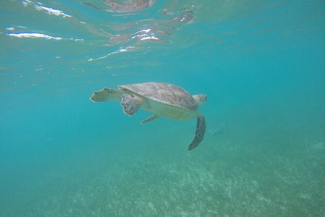 Private Tour: Akumal Marine Turtle Snorkeling From Cozumel - Customer Reviews and Ratings
