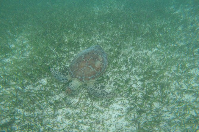 Private Tour: Akumal Marine Turtle Snorkeling From Cozumel - Frequently Asked Questions