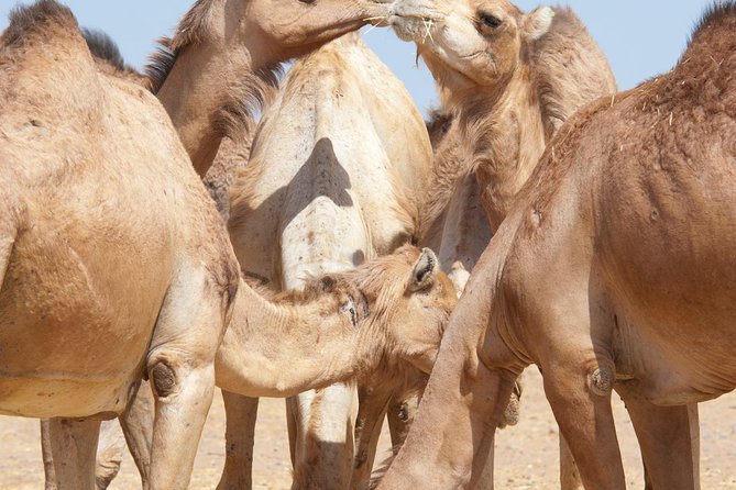 Private Tour : Al Ain City Sightseeing With Lunch From Dubai - Camel Market Experience