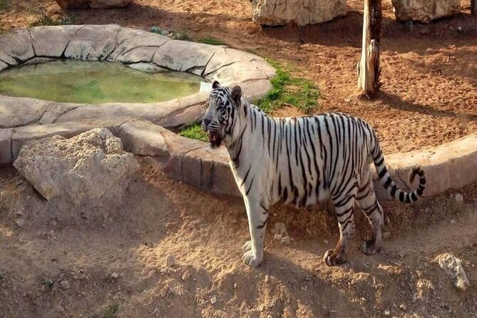 Private Tour - Al Ain Garden City Tour From Dubai - Cancellation Policy