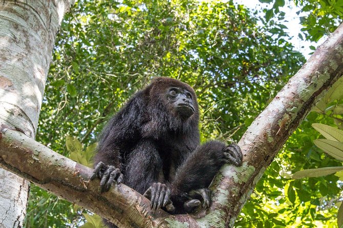 Private Tour Altun Ha Cave Tubing and Baboon Sanctuary From Belize City - Pricing and Cancellation Policy