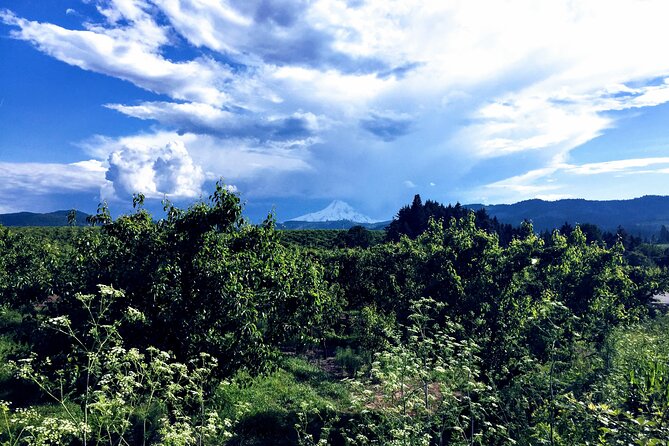 Private Tour at The Hood-Columbia Loop: Timberline, Orchards, and Waterfalls - Experiencing Hood River and Its Charming Fruit Stands