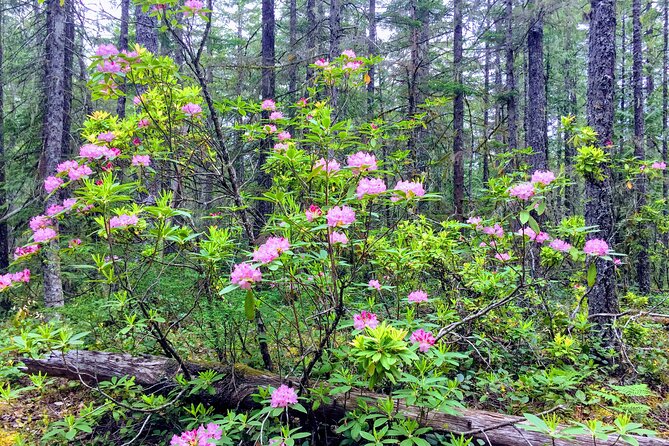 Private Tour at The Hood-Columbia Loop: Timberline, Orchards, and Waterfalls - Transportation and Amenities for a Comfortable Journey