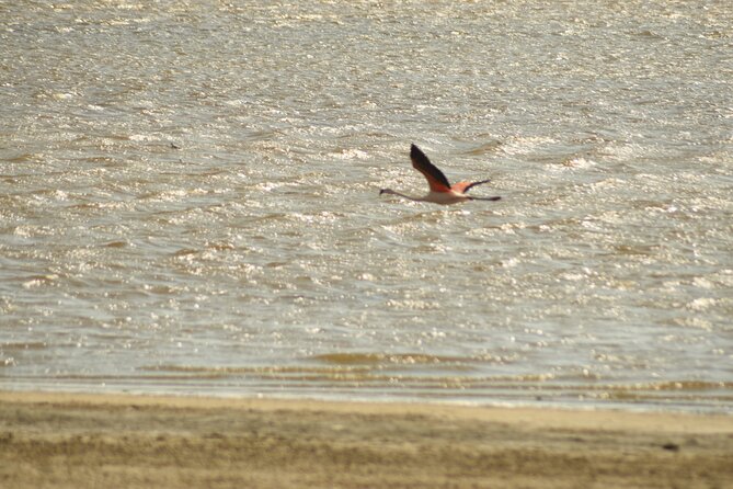 Private Tour at The National Reserve of Paracas - Inclusions