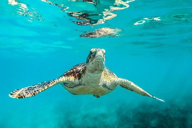 Private Tour: Barbados Catamaran Snorkeling Cruise - Tour Overview