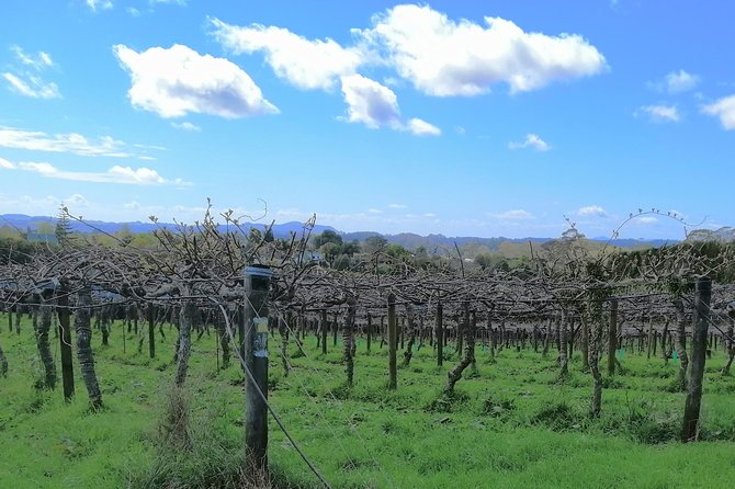 Private Tour: Bay of Islands Tour With Wine Tasting - Rewas Village