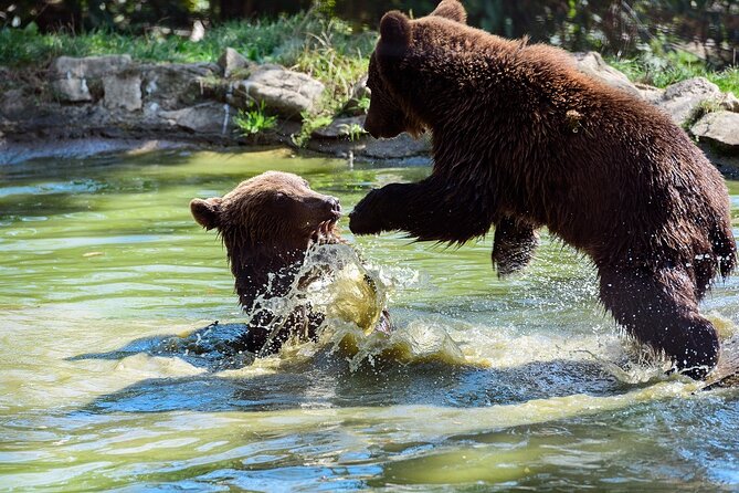 Private Tour Bear Sanctuary & City of Brasov One Day Trip - Tickets Included - Key Points