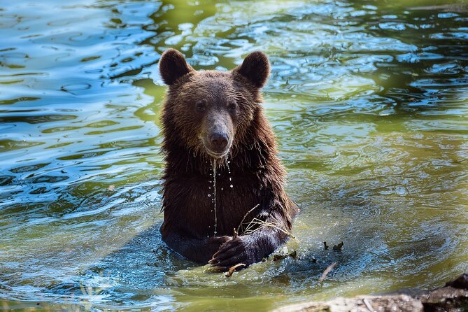 Private Tour Bear Sanctuary & City of Brasov One Day Trip - Tickets Included - Logistics