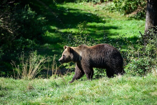 Private Tour Bear Sanctuary & City of Brasov One Day Trip - Tickets Included - Pricing and Cancellation