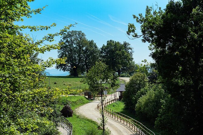 Private Tour Bear Sanctuary & City of Brasov One Day Trip - Tickets Included - Reviews