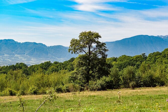 Private Tour Bear Sanctuary & City of Brasov One Day Trip - Tickets Included - Bear Sanctuary Experience