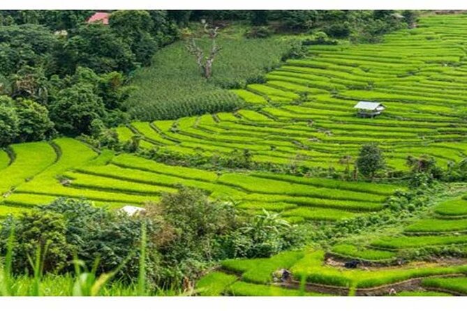 Private Tour Bedugul Temple-Jatiluwih-Taman Ayun&Tanah Lot Sunset - Jatiluwih Rice Terraces