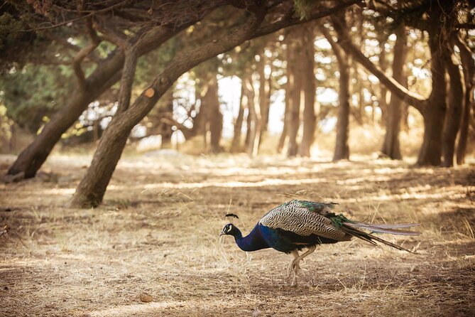 Private Tour: Best of Rhodes in One Day (Full Island Tour) - Exploring Rhodes