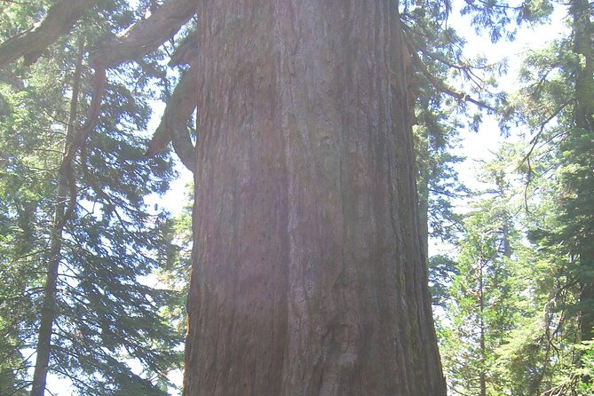 Private Tour: Best of the West 11-DAY National Parks Tour With Lodging - Concluding in San Francisco