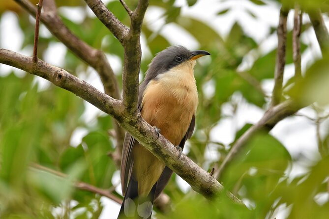 Private Tour Bird Watching in St Lucia - About Your Stay