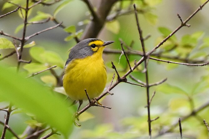 Private Tour Bird Watching in St Lucia - Included Experiences