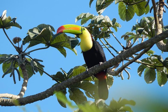 Private Tour: Birdwatching Playa Del Carmen - Pickup and Accessibility