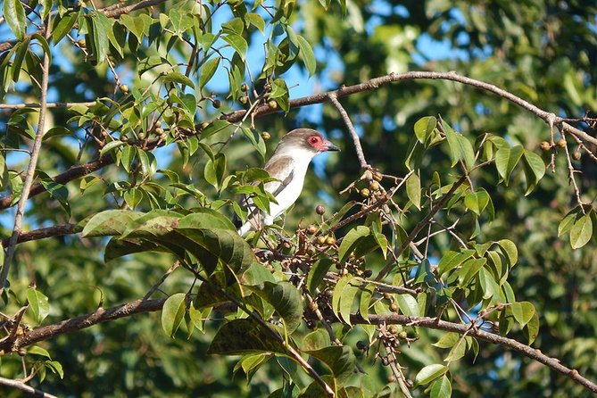 Private Tour: Birdwatching Playa Del Carmen - Pricing and Booking