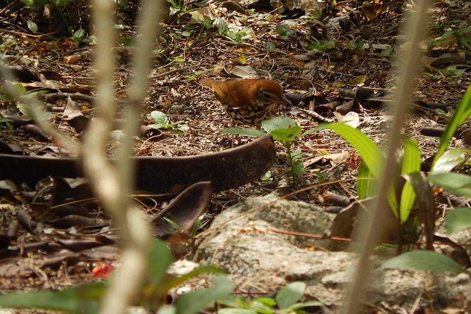 Private Tour: Birdwatching Playa Del Carmen - Positive Guest Reviews