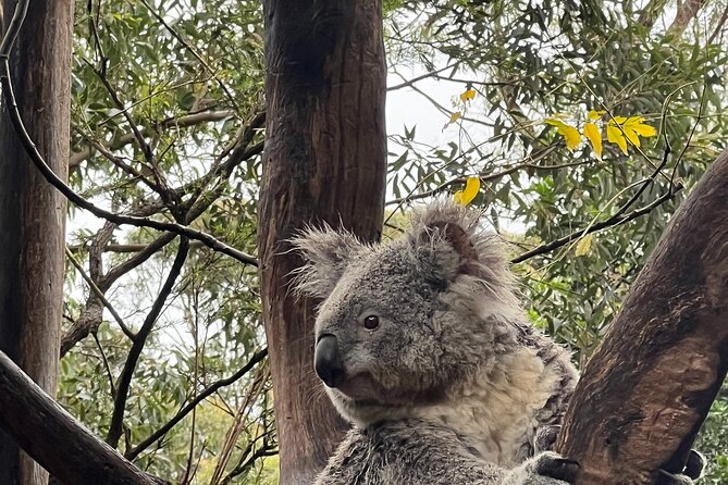 Private Tour Blue Mountains Day Adventure Wildlife + River Cruise - Meeting and Pickup