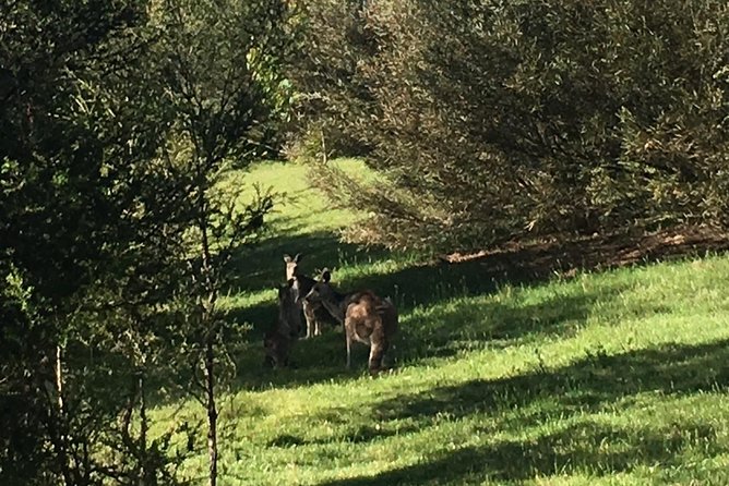 Private Tour Blue Mountains Day Adventure Wildlife + River Cruise - Customer Reviews