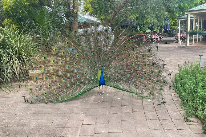 Private Tour: Blue Mountains Day Trip From Sydney - Calmsley Hill Farm Encounters