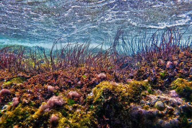 Private Tour Buccoo Reef and Nylon Pool - Booking Your Stay