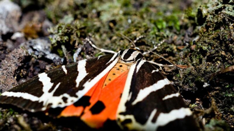 Private Tour: Butterflies Valley & Lindos Village (Fd) - Tour Overview