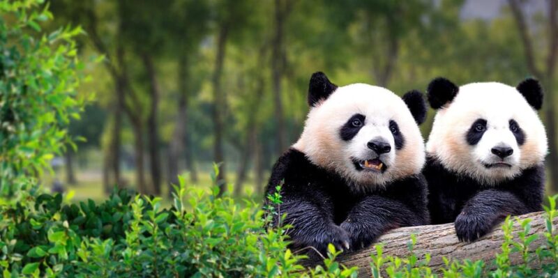Private Tour by Subway: Panda House, Summer Palace and More - Key Points