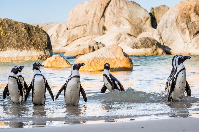 Private Tour: Cape of Good Hope and Cape Point From Cape Town - Pricing and Booking
