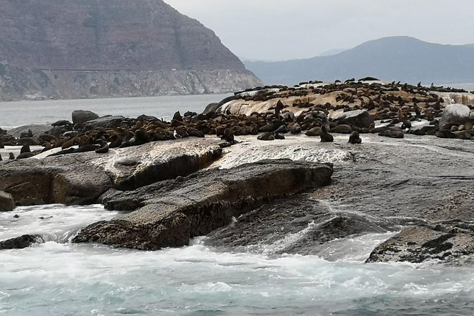 Private Tour: Cape of Good Hope Cape Point Penguins Kirstenbosch - Pickup and Drop-off