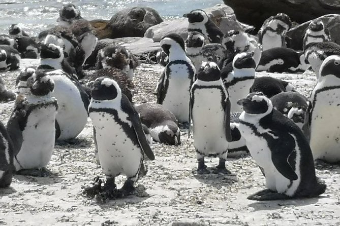 Private Tour: Cape of Good Hope Cape Point Penguins Kirstenbosch - Inclusions and Exclusions