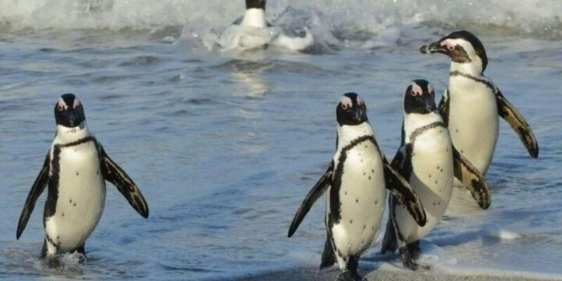 PRIVATE Tour Cape Town: Cape Point Peninsula & Penguins - Key Points